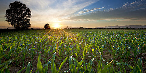 cornfield