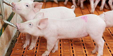 Two piglets drinking from a trough