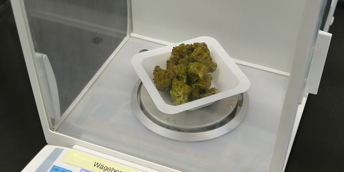 Medizinisches Cannabis im WESSLING Labor