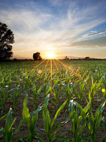 How well plants thrive depends largely on the nutrient content of the soil. 