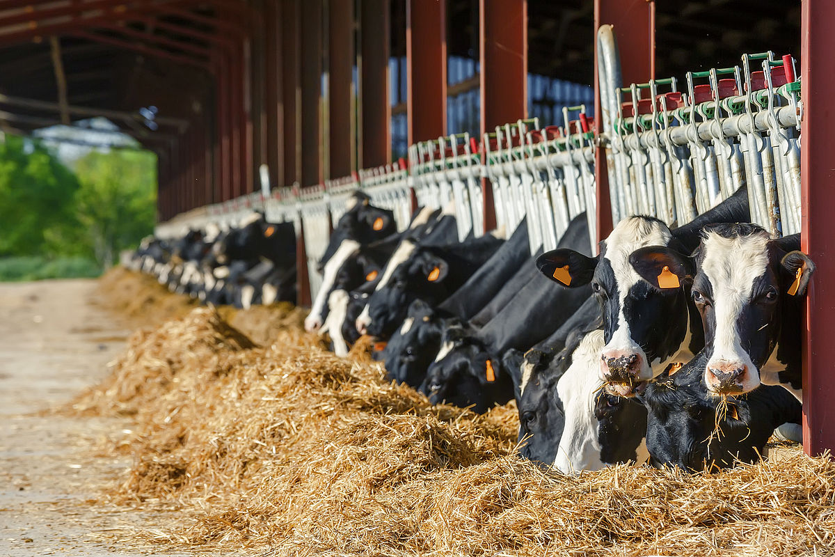 Kühe fressen Heu nach Futtermittelanalyse.