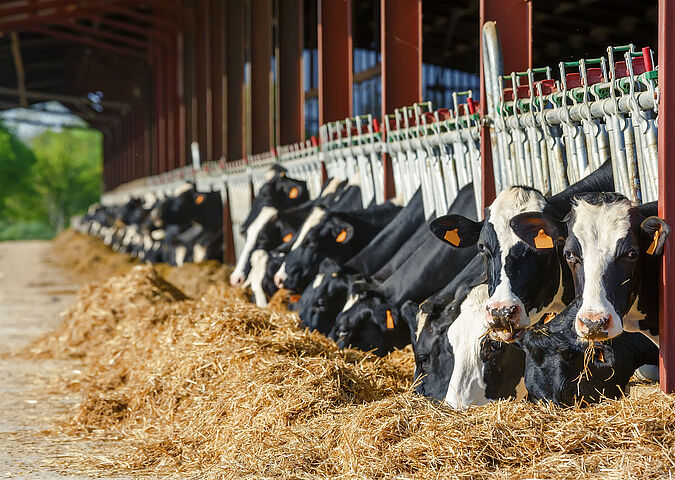 Cows eating feed that WESSLING analyses in its laboratories.