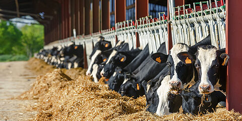 Cows eating hay after feed analysis.