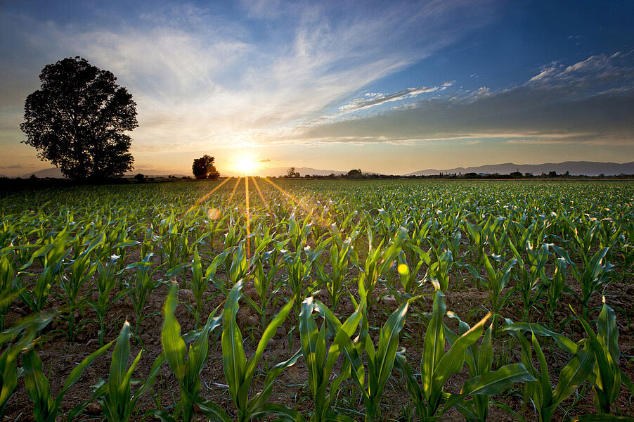 Field with young maize in the spring; here, WESSLING determines the quality of maize types as fermentation substrate for an optimised biogas plant energy yield.